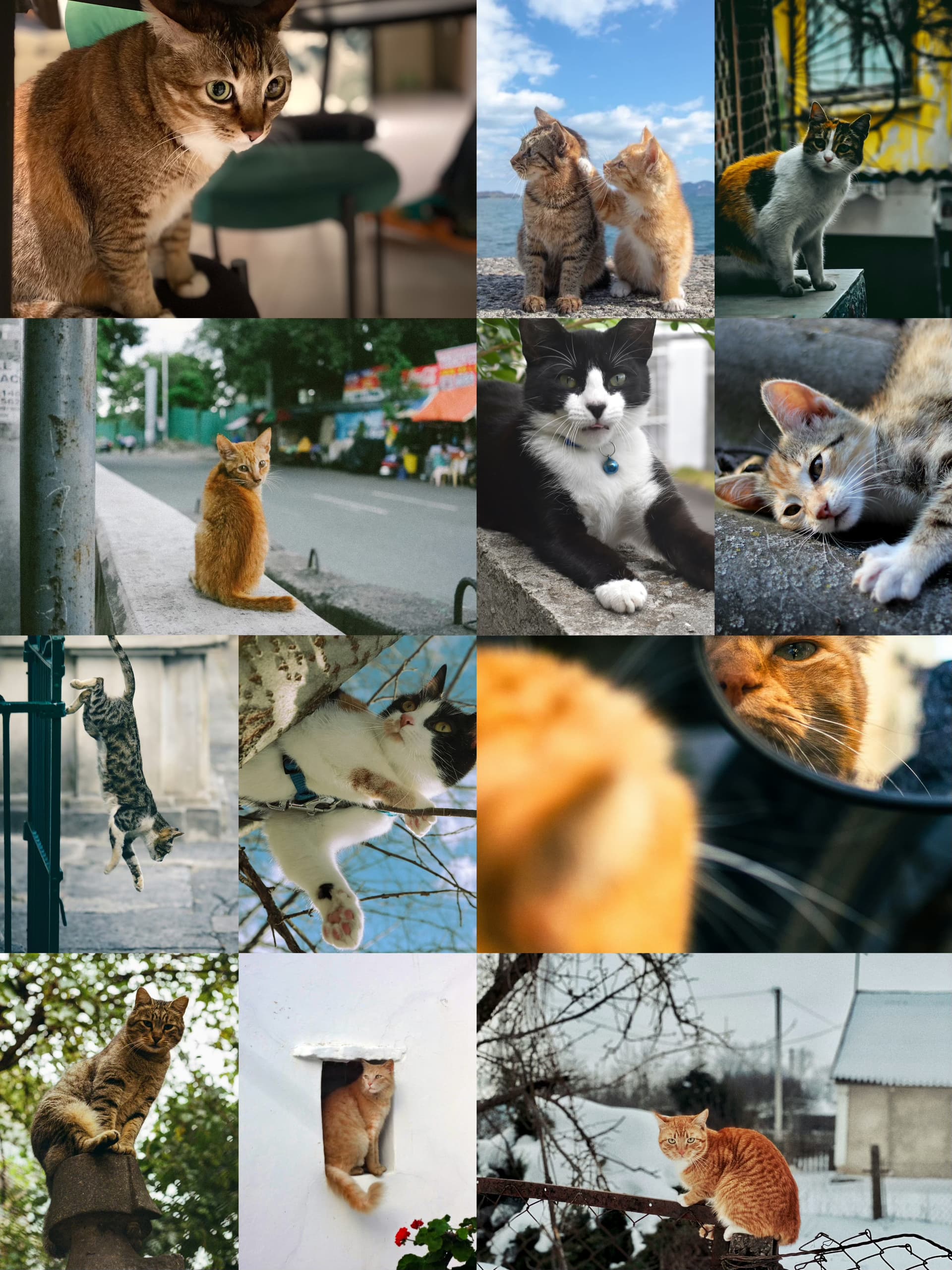 Cat emotions