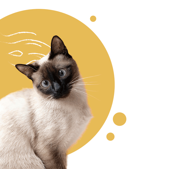 Cat Story