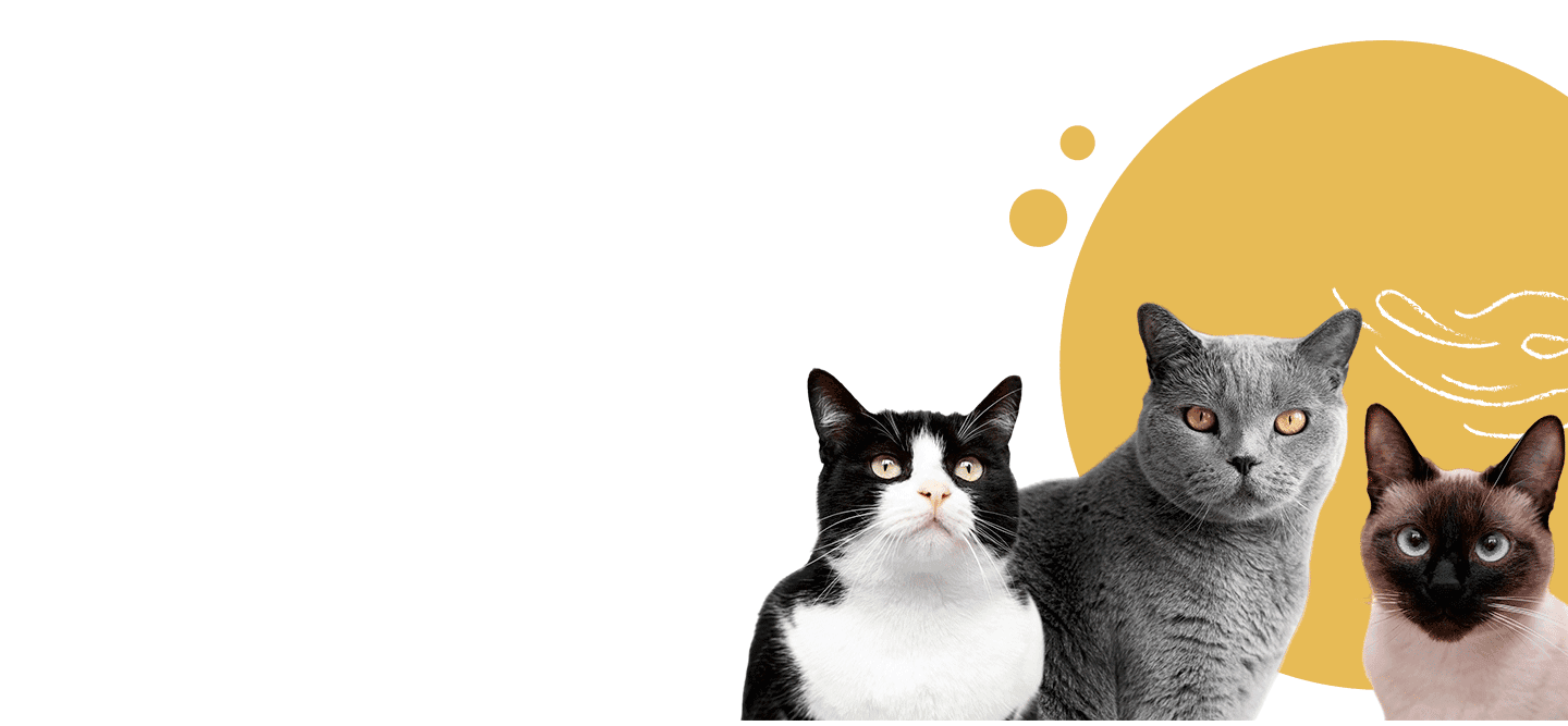 Cats of developement team