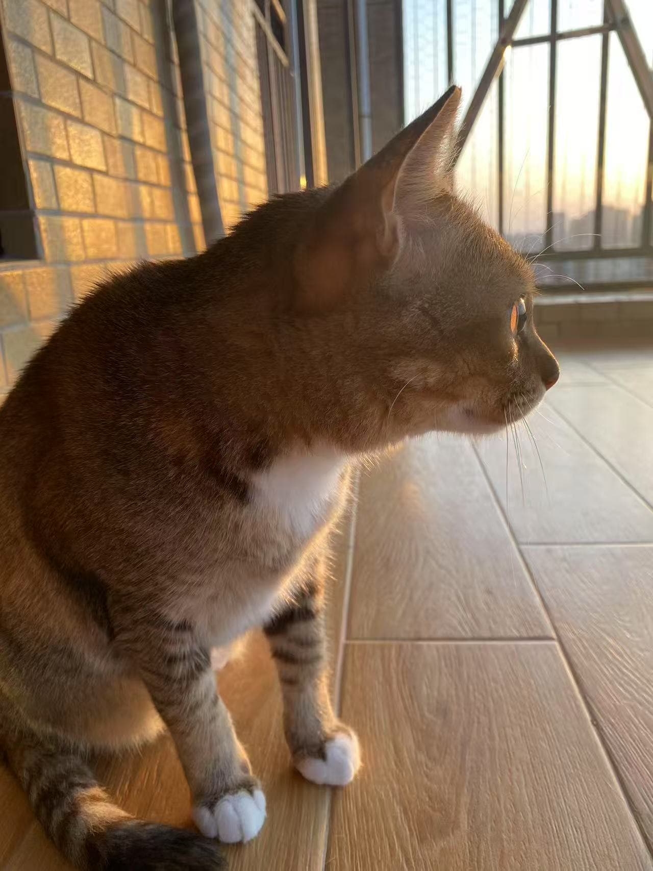 Cat looking out on the balcony.