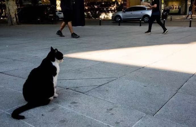 The cat and sunshine