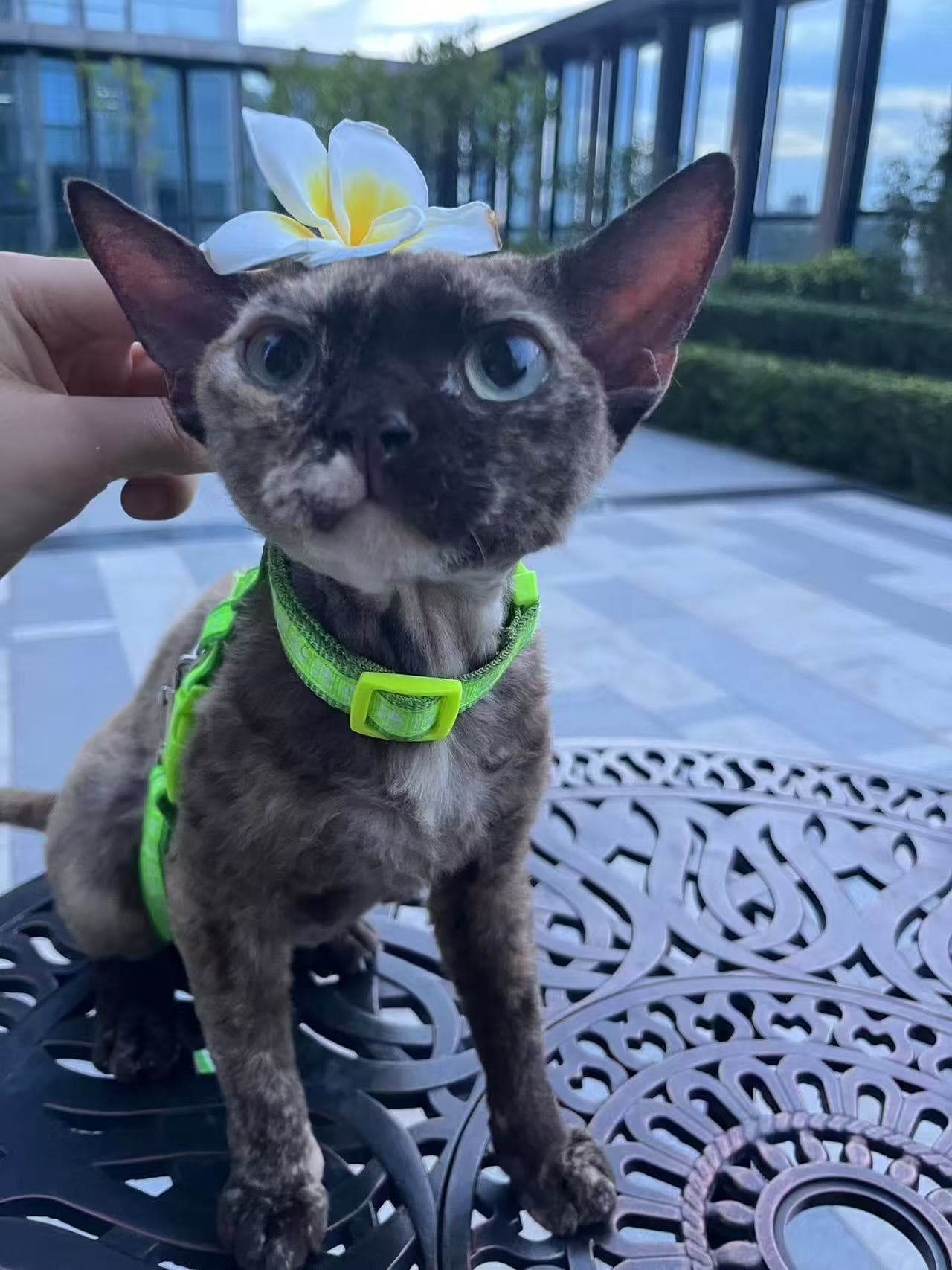 Cat with a flower on her head.