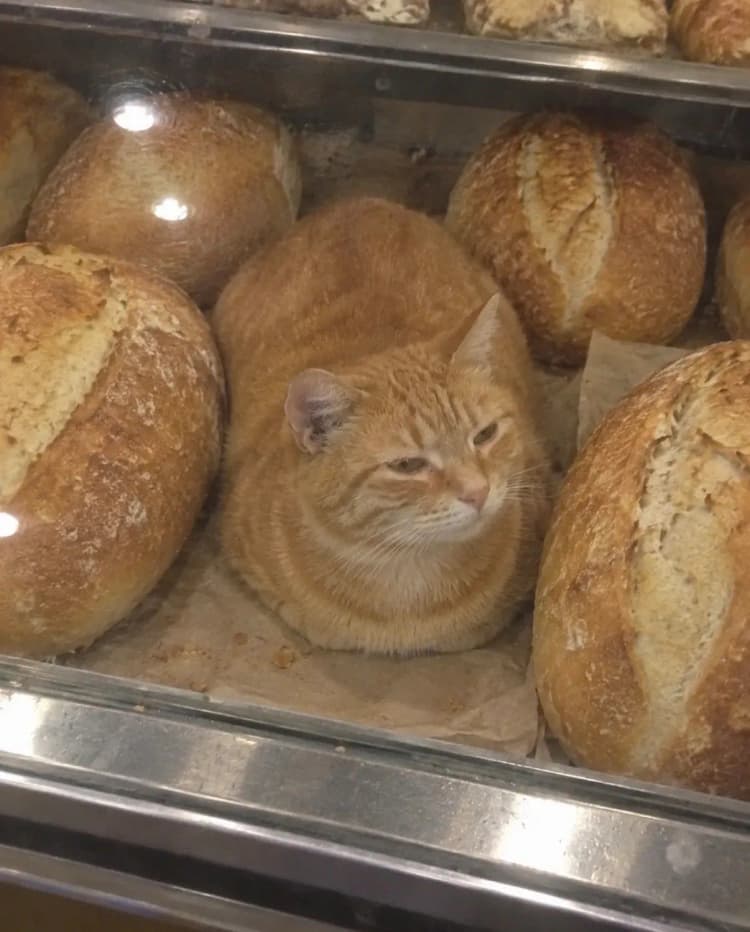 “He has decided he is a loaf of bread himself.” The cat sits on the parchment…