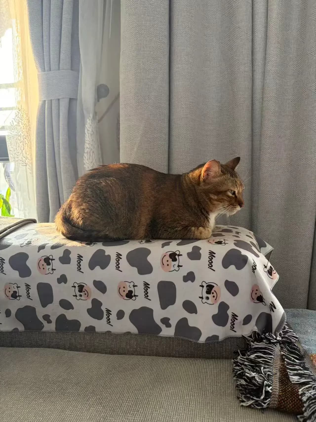 The Load-Bearing Curtain