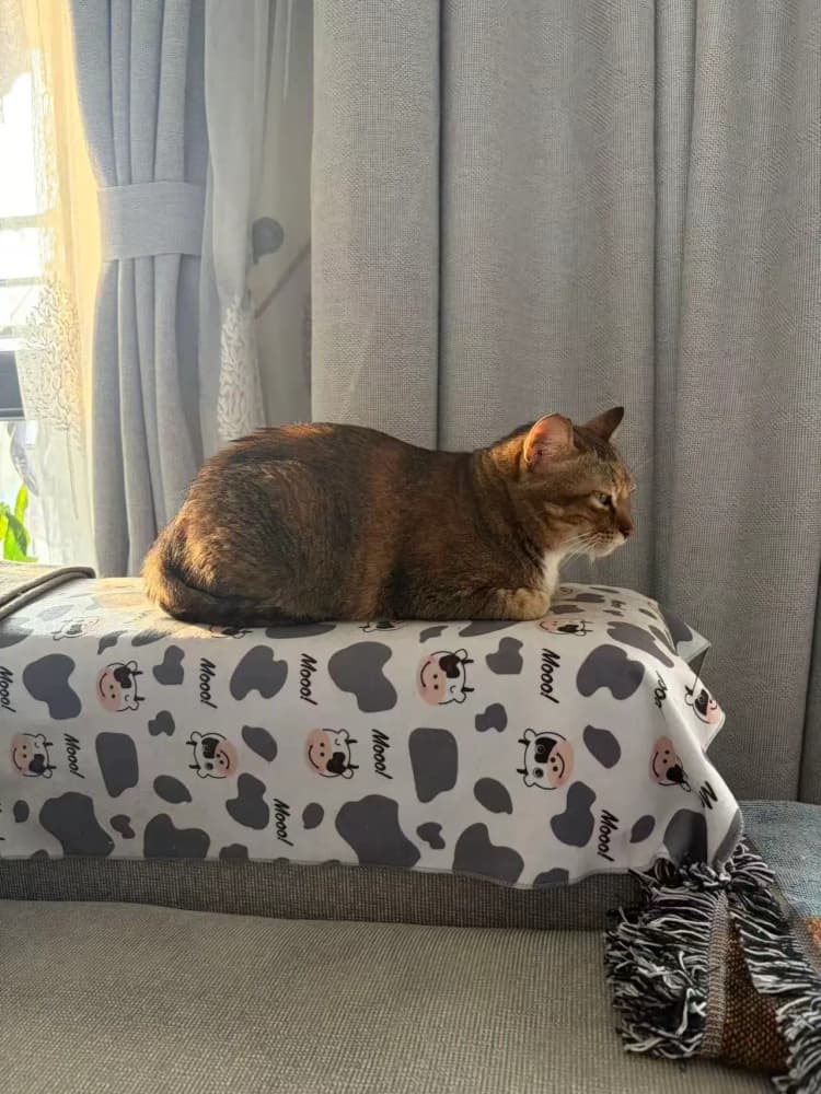The Load-Bearing Curtain