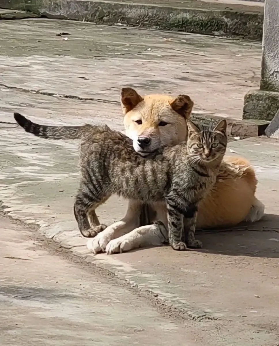 “Three people have told him he is a tiger because of the stripes, and he…