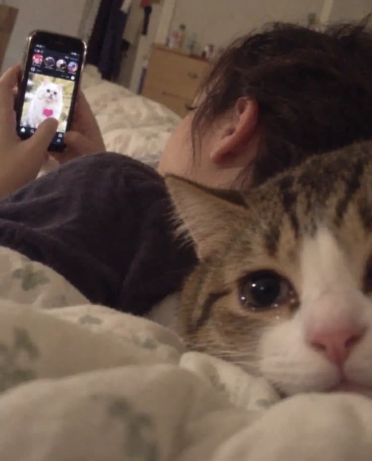 The Cat and the Phone I lay on the bed scrolling through my phone, the blue…