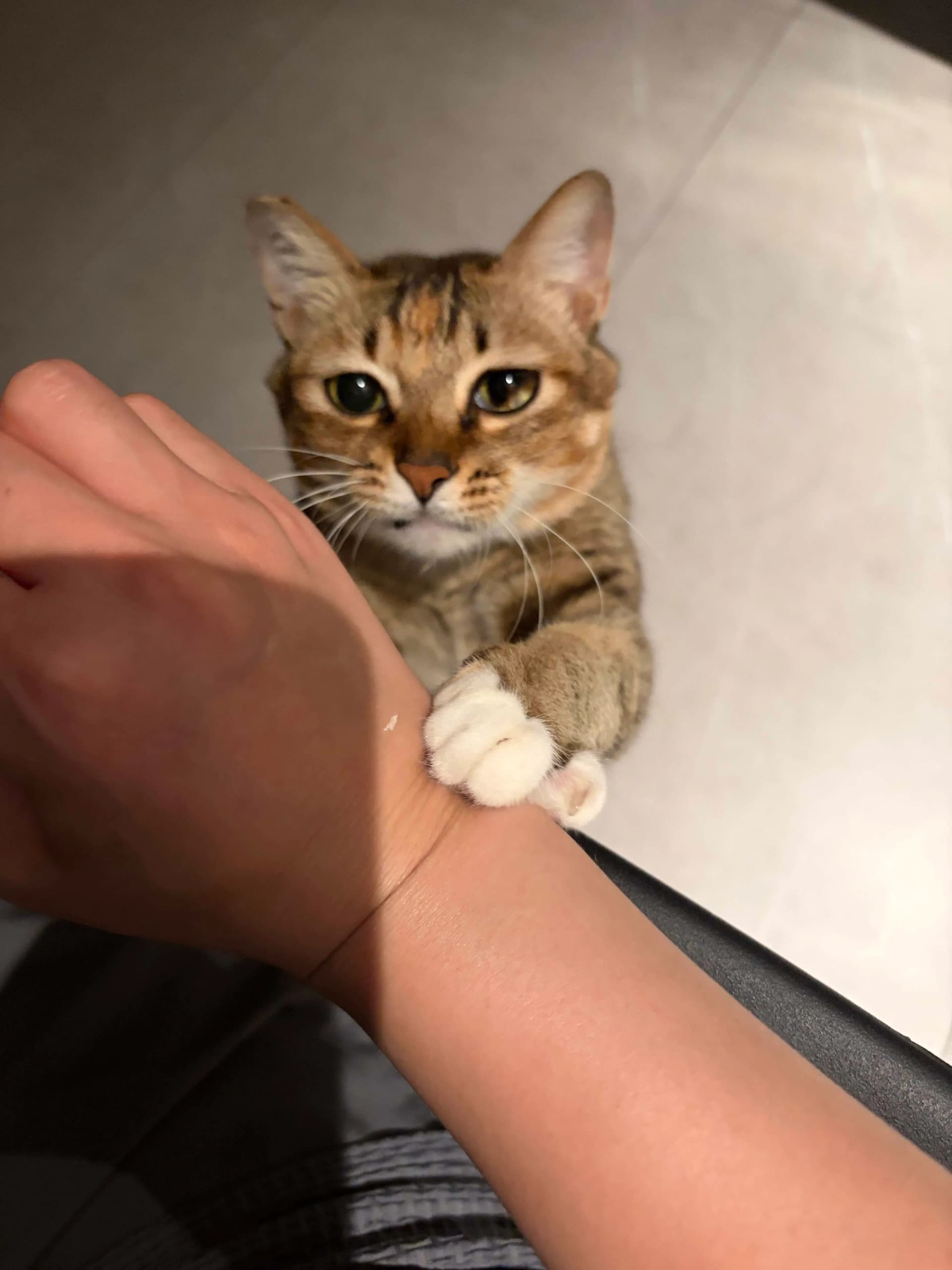Cat Trying to Pay the Electric Bill I sat at the desk with the electric bill…