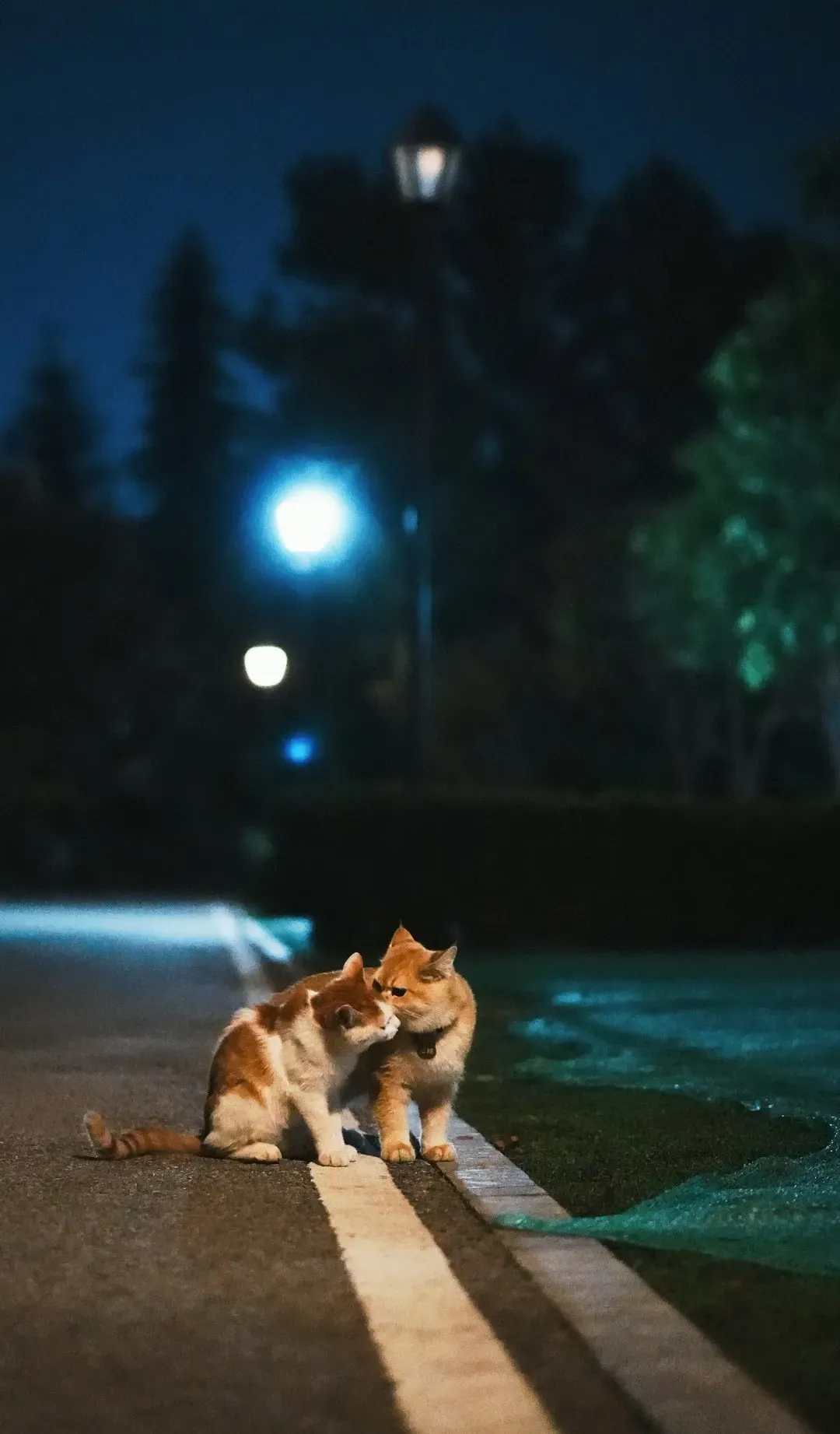 The streetlamp flickers at 2 AM on the asphalt path.